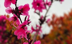 野花视频最新免费高清完整在线观看